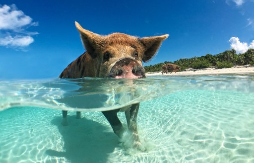 Swimming pigs in the Bahamas