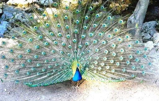 Butterflies Valley Rhodes peacock