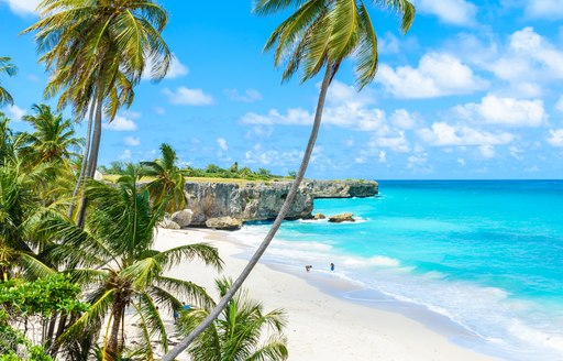 Deserted Caribbean sandy beach with palm trees in the foreground