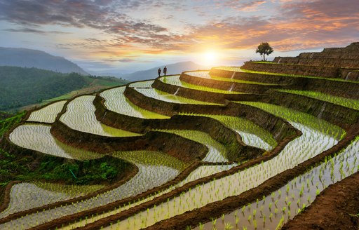 Rice paddy fields in Thailand