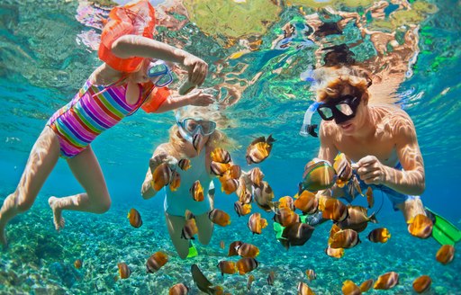 Family snorkels in the Caribbean ocean 