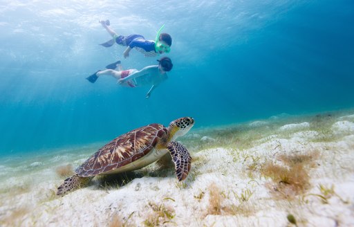 Two young charter guests snorkel in perfectly clear water above turtle in the Bahamas