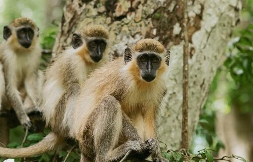 Barbados Wildlife Reserve monkeys
