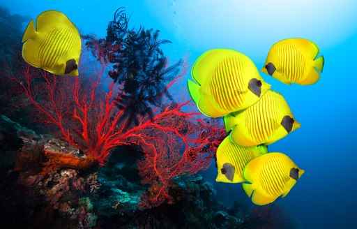 Yellow fish with corals in the Bahamas