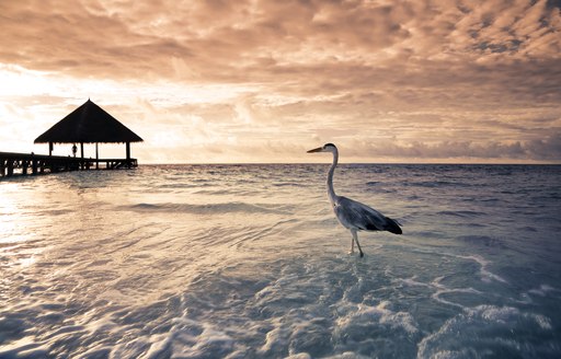 Heron walking along sure with deck in background at sunset