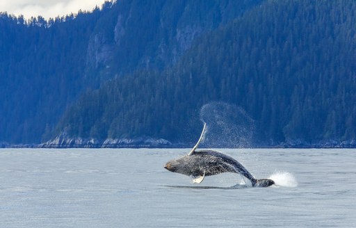 whale breaching the sea surface in alaska