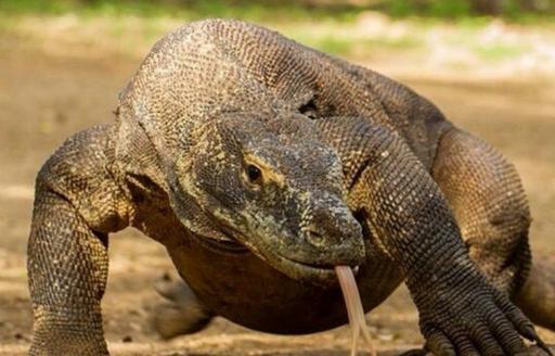 Komodo Dragon on ground in Komodo National Park