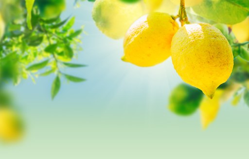 Close up of a lemon tree in Greece