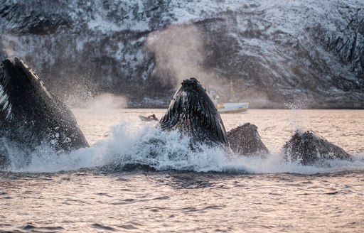 humpback whales in norway