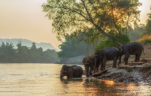 a herd of elephants in an animal sanctuary in Thailand bathing in a river at dawn