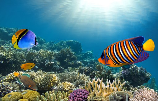 coral colony on a reef top