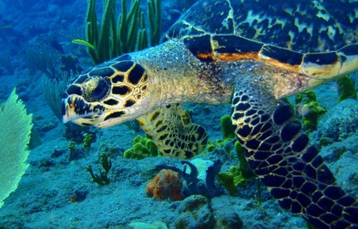 The Pitons Management Area in Saint Lucia is home to a plethora of marine life