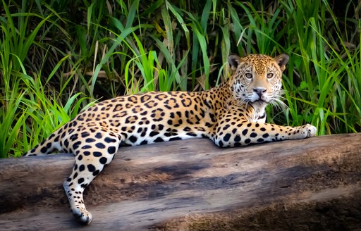 A jaguar lounges on a tree in the Amazon, South America