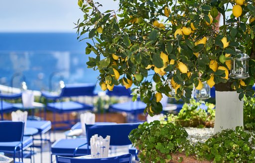 lemon tree over blue tables in italy