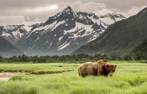 bear in field in alaska, with snowy mountain backdrop