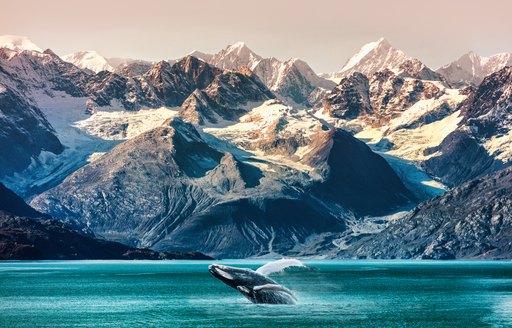 A wild orca in Alaska in front of glaciers