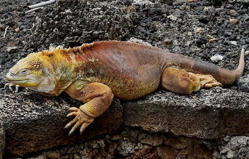 Charles Darwin Research Station Galapagos Islands iguana