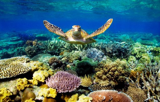 Turtle swims over colourful coral of Australia's Great Barrier Reef