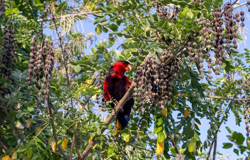 exotic wildlife sitting in jungle in raja ampat islands, indonesia