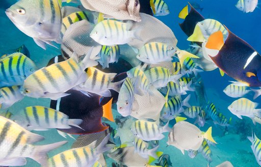 colourful tropical fish in crystal clear waters of Central America