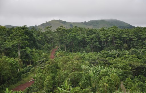 Rainforest in the Galapagos