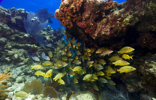 coral reefs in the caribbean