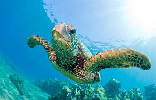 sea turtle