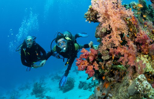 Two divers exploring corals in Thailand