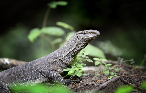 a monitor lizard from thailand rummaging through leaves and tree banches 