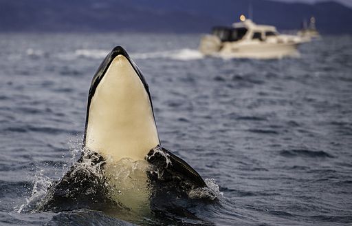 orca pokes head out of water 