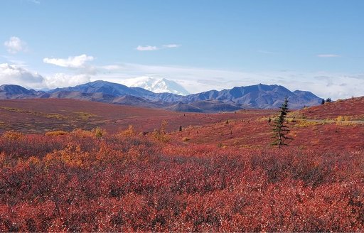 Denali National Park and Preserve field and mountains