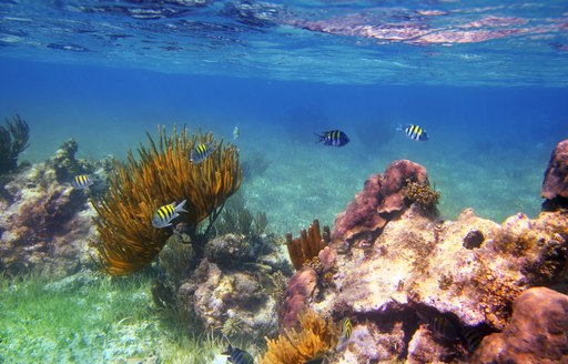 Underwater life on coral reef in Mexico