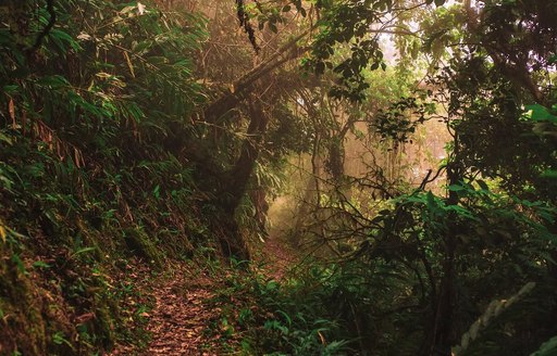 Jamaica - Blue Mountains hiking path