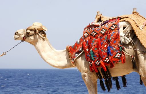 Camel with covering by the sea