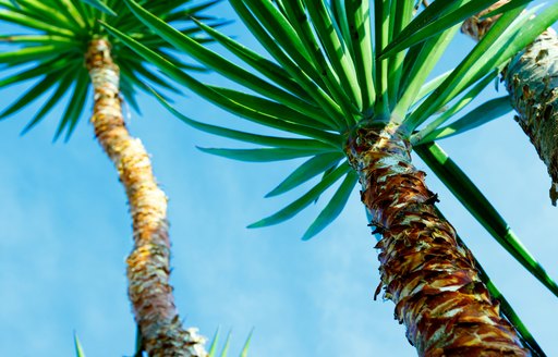 Ground view looking up at palm trees