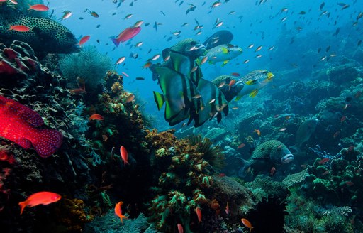 vibrant underwater life in Raja Ampat islands, Indonesia 