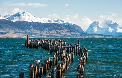 King Cormorant colony, Old Dock, Puerto Natales, Antarctic Patagonia, Chile