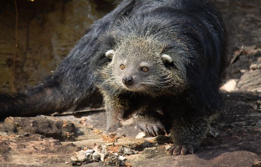 a binturong looks curiously at the guests of its animal sanctuary while they spend their day looking at all the rare animals of Thailand while on their luxury yacht charter 
