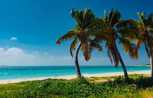 A trio of palm trees on a deserted beach in the Virgin Islands