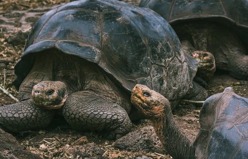 Charles Darwin Research Station Galapagos Islands tortoises