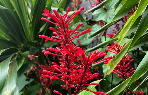 Grenada - Palm Tree Gardens flowers