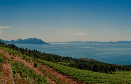 Korta Katarina vineyards next to the Adriatic Sea