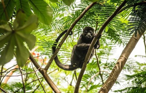 Monkeys in costa rica