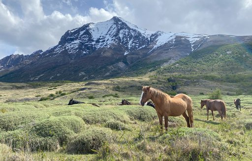 Patagonia - Torres del Paine National Park mountains horses
