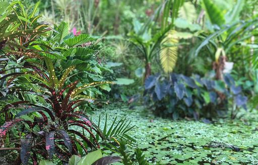 Andromeda Botanic Gardens Barbados plants