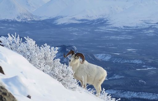 Dall sheep on snowy mountain in Denali National Park and Preserve