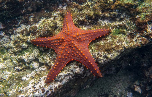 A red starfish lies under the water in the Galapagos