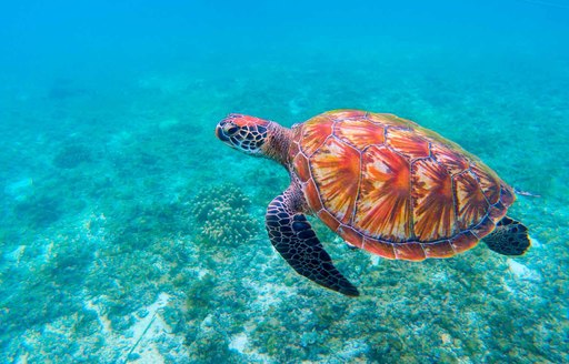 hawksbill turtle swimming in indian ocean around thanda island