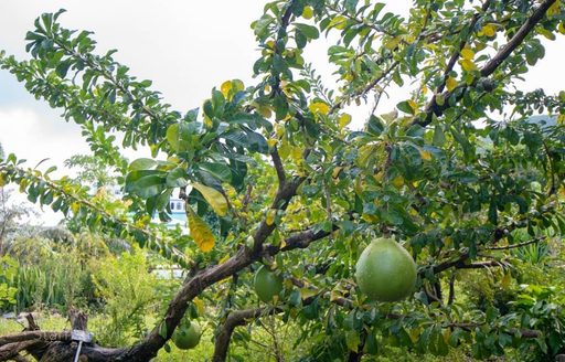 J.R. O'Neal Botanic Gardens Tortola tree