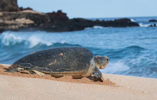 Green turtle in the sandy beach on Ascension Island, with sea in background